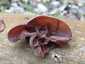 Júdásfülgomba (Auricularia auricula-judae), Dél-Pest